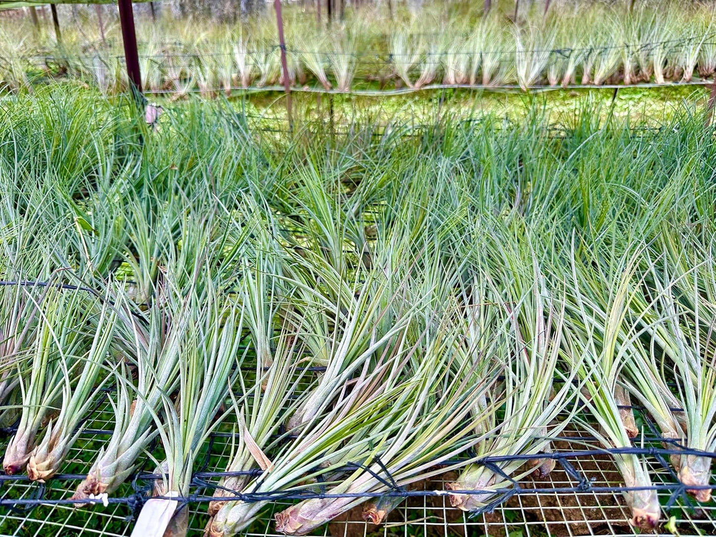 ragnaroc Air Plants - Tillandsia Juncea, Jumbo 8-12" - 2ct - Live Arrival Guaranteed - House Plants for Home Decor & Gift
