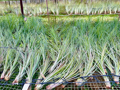 ragnaroc Air Plants - Tillandsia Juncea, Jumbo 8-12" - 2ct - Live Arrival Guaranteed - House Plants for Home Decor & Gift