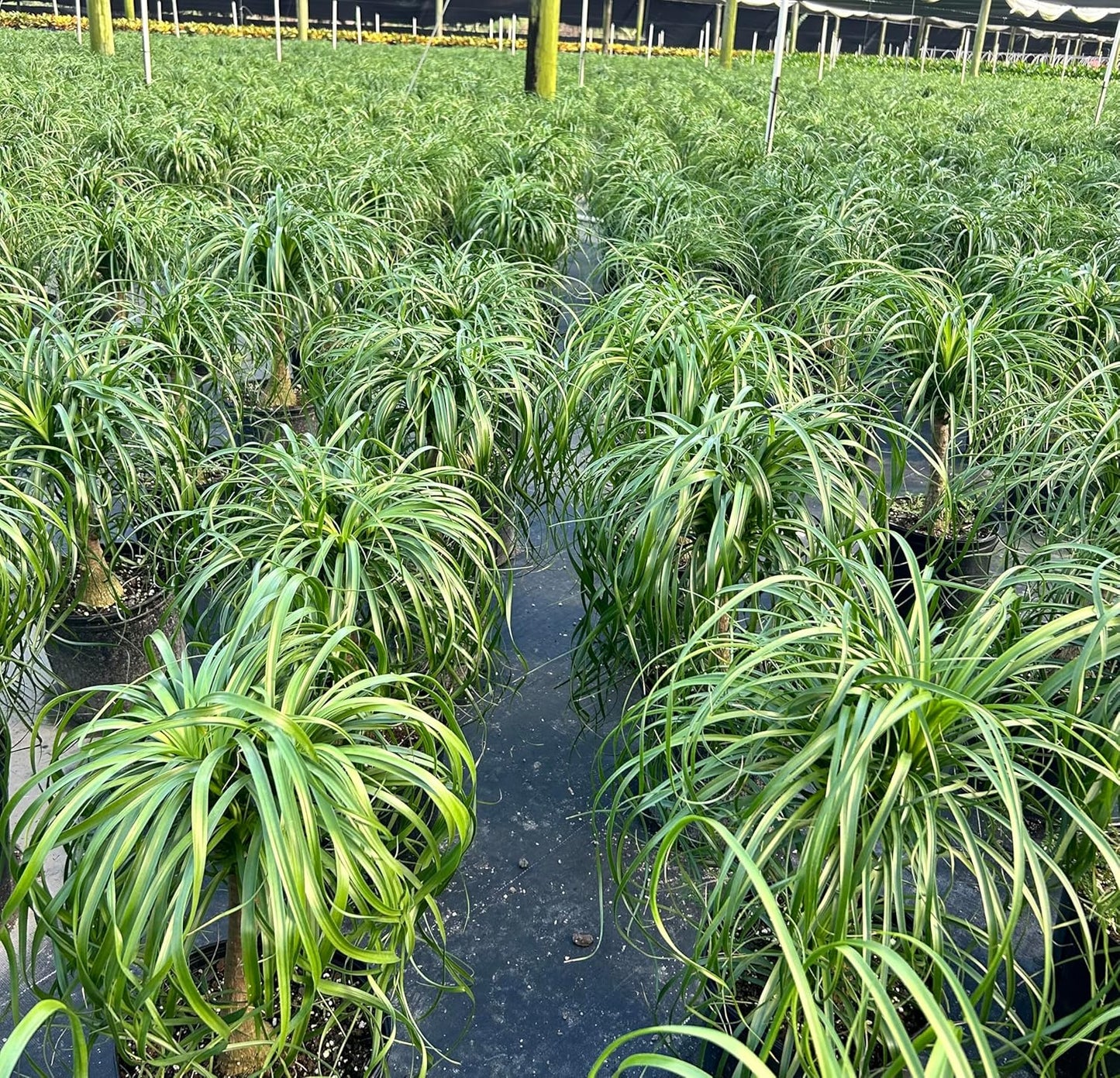 Ponytail Palm Elephant's Foot Live Plant for Indoor, Outdoor Use, 10-inch Grower Pot
