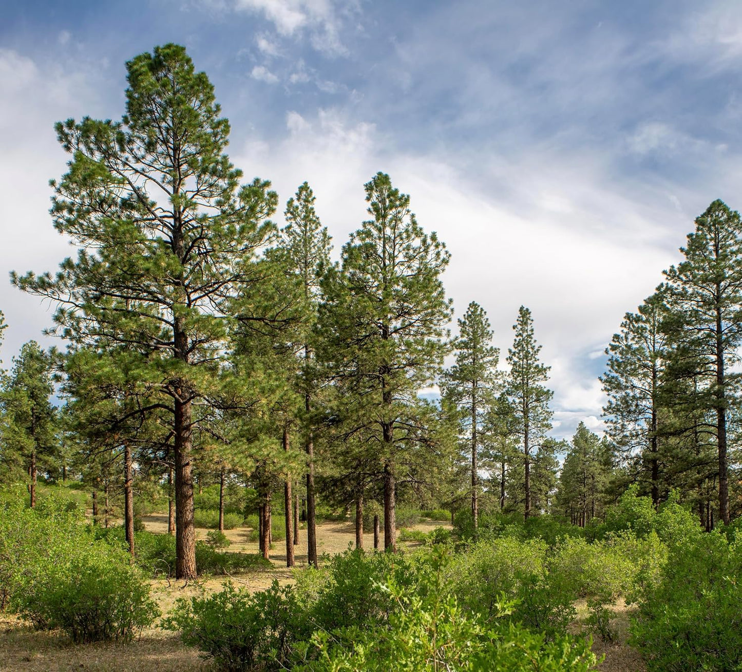 5 Ponderosa Pine Tree Seedlings- Native, Fast Growing, Animal Habitat (Approx. 1-2 feet in Height)