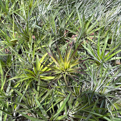 ragnaroc Air Plants - Tillandsia Fasciculata Tricolor, Large 4-6" - 1ct - Live Arrival Guaranteed - House Plants for Home Decor & Gift