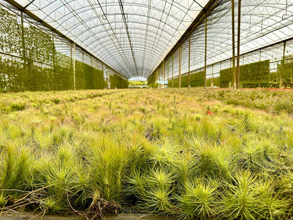 ragnaroc Air Plants - Tillandsia Funckiana, Large 5" - 3ct - Live Arrival Guaranteed - House Plants for Home Decor & Gift