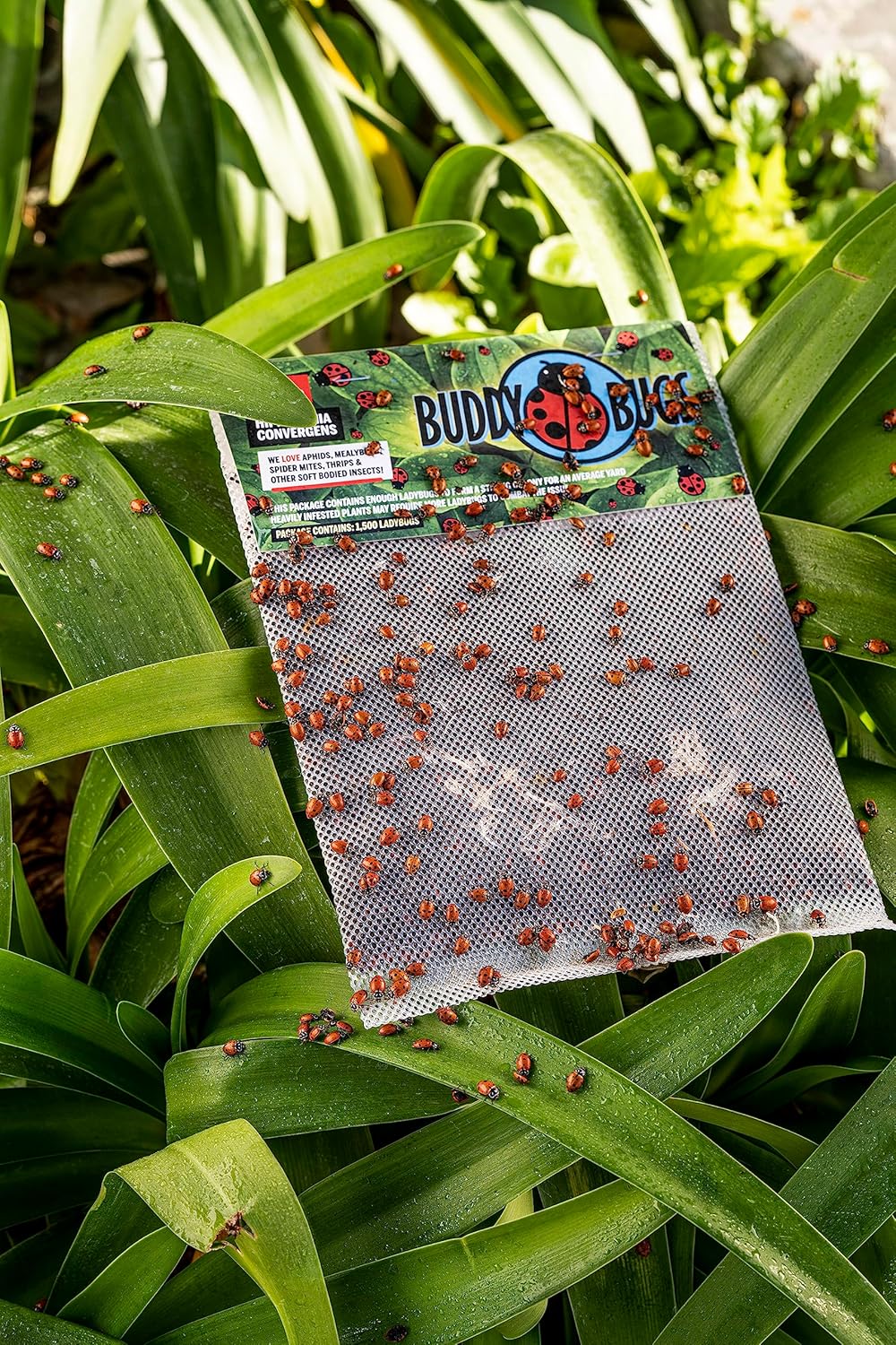1500 Pre-Fed Live Ladybugs for Aphid Control | Hippodamia Convergens | Guaranteed Live Delivery