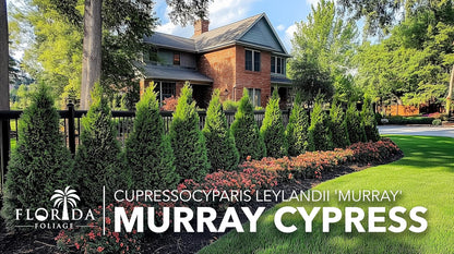 Murray Cypress | 30 Live Plants | Cupressocyparis leylandii 'Murray' | Fast Growing Privacy Trees | Evergreen Plants for Windbreaks