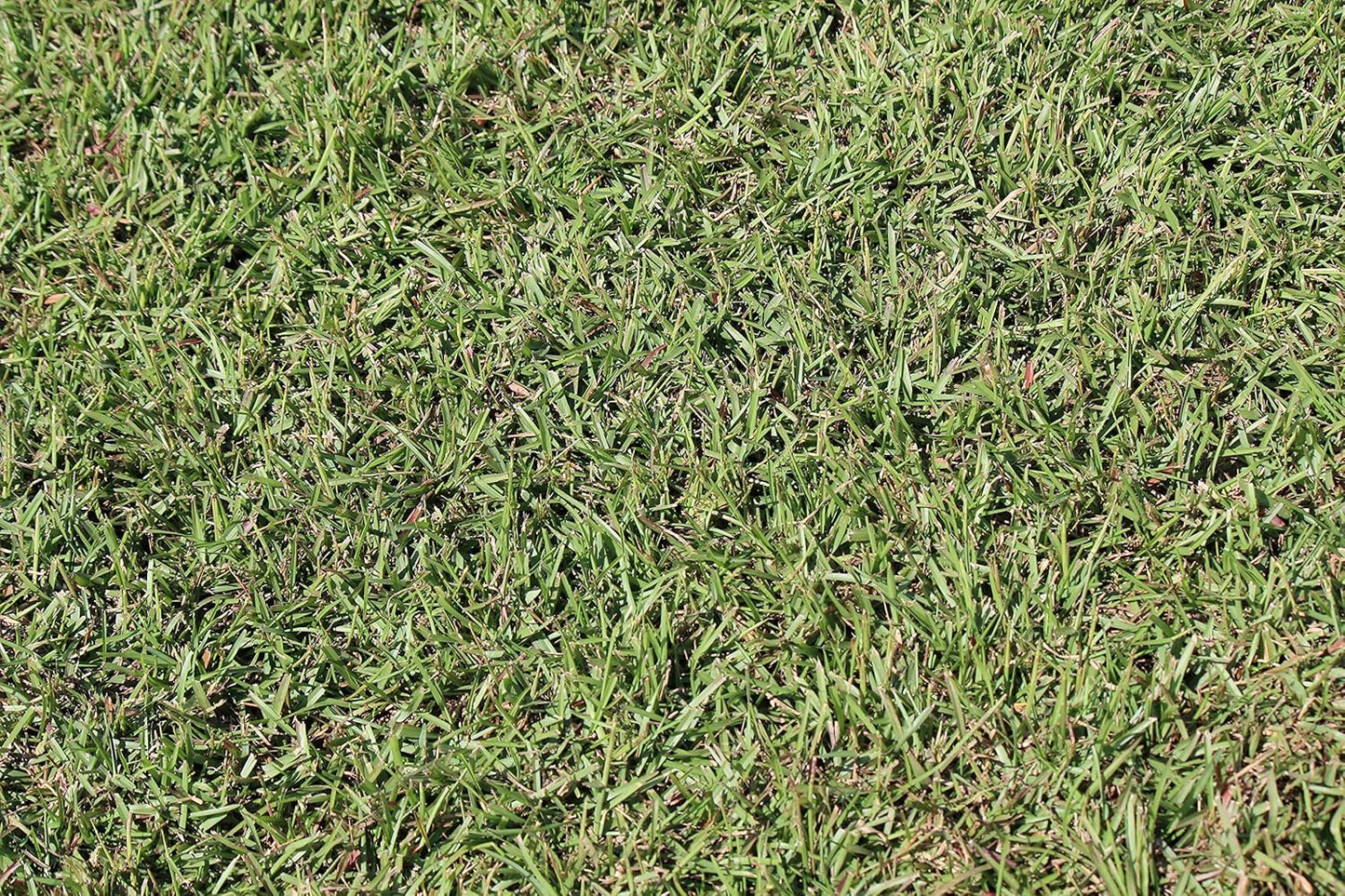 Centipede Grass Seed 5 Pound