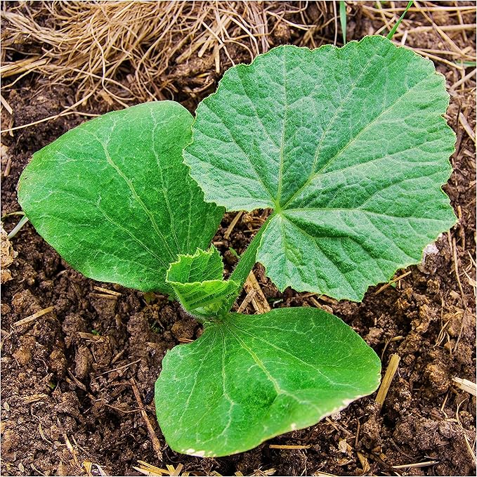 Seed Needs, Specialty Pumpkin Seed Packet Collection (4 Individual Varieties of Pumpkin Seeds for Planting) Fairytale, Blue Jarrahdale, Lumina White & Jack O Lantern