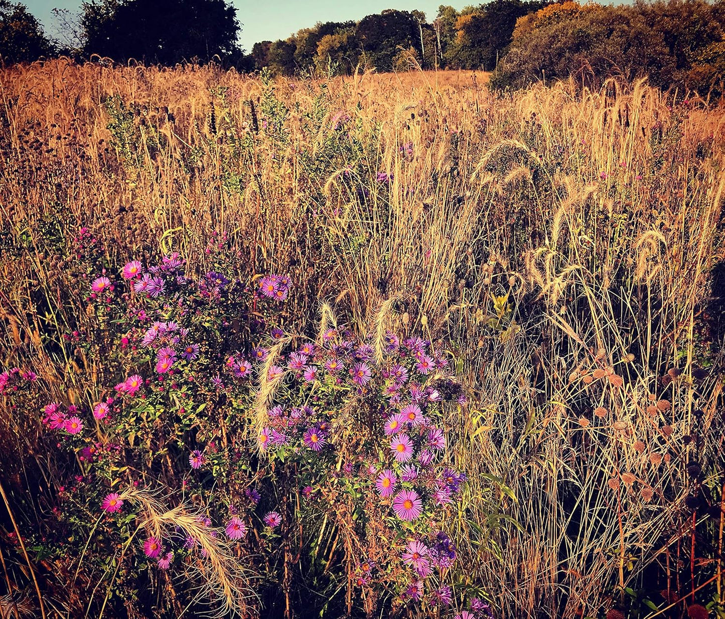 Hale Habitat & Seed Native Grass & Wildflower Refuge, Wildlife & Pollinator Seed Mix, 1/4 Acre
